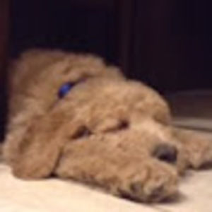 Meet your Posher, Sam